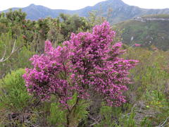 Erica nutans