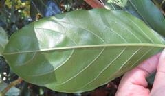 Justicia adhatodoides