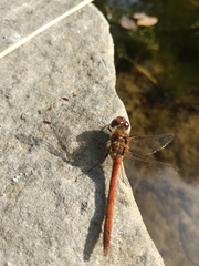 Sympetrum striolatum