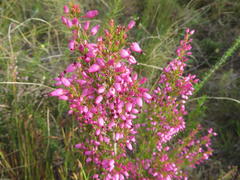 Erica nutans