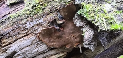 Phellopilus nigrolimitatus