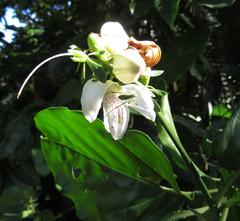 Justicia adhatodoides