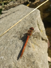 Sympetrum striolatum