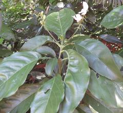 Justicia adhatodoides