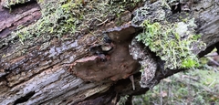 Phellopilus nigrolimitatus