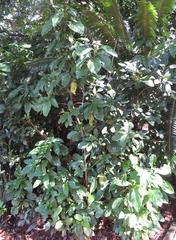 Justicia adhatodoides