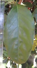 Justicia adhatodoides