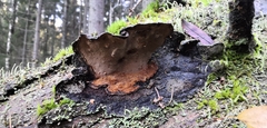 Phellopilus nigrolimitatus