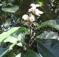 Justicia adhatodoides