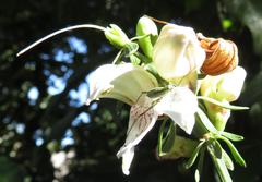 Justicia adhatodoides