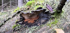 Phellopilus nigrolimitatus