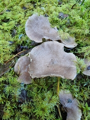 Lactarius mammosus