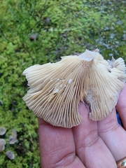 Lactarius mammosus