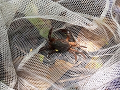 Acanthothelphusa niloticus