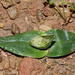Colchicum eucomoides - Photo (c) Richard Adcock, algunos derechos reservados (CC BY-NC), uploaded by Richard Adcock