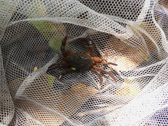 Acanthothelphusa niloticus