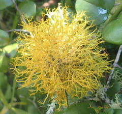 Teloschistes inflatus