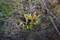 Satyrium pumilum
