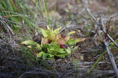 Satyrium pumilum