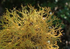 Teloschistes inflatus