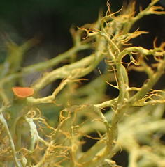 Teloschistes inflatus