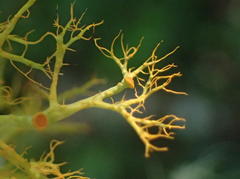 Teloschistes inflatus