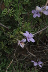 Barleria irritans