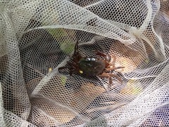 Acanthothelphusa niloticus