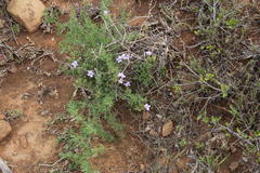 Barleria irritans