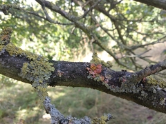 Marchandiomyces corallinus