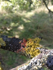 Marchandiomyces corallinus