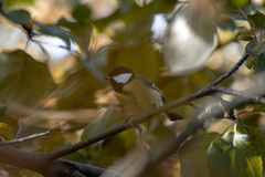 Parus major