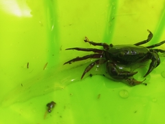 Acanthothelphusa niloticus