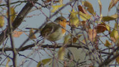 Erithacus rubecula