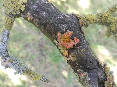 Marchandiomyces corallinus