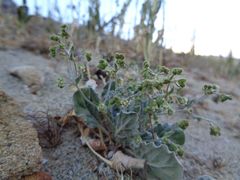 Eriogonum viridescens