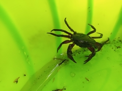 Acanthothelphusa niloticus