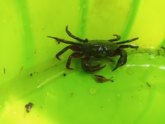 Acanthothelphusa niloticus