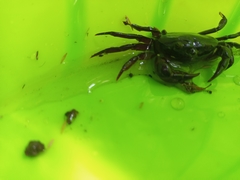 Acanthothelphusa niloticus