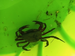 Acanthothelphusa niloticus