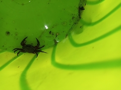 Acanthothelphusa niloticus