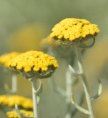 Helichrysum dasyanthum