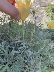 Eschscholzia californica