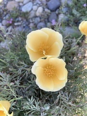 Eschscholzia californica