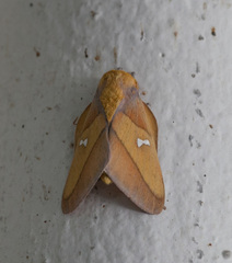 Syssphinx blanchardi