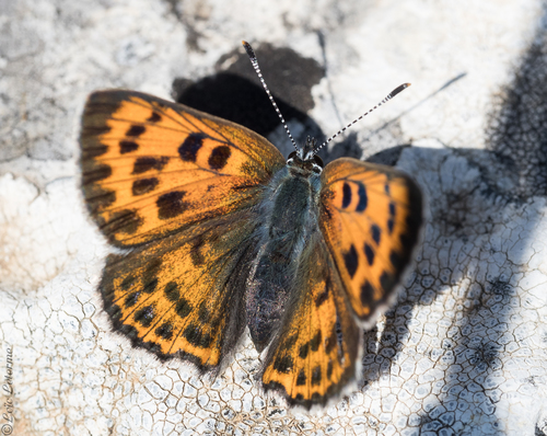 Purple-shot Copper, Vence, France, photo 8 of 10