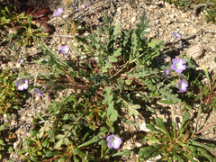 Phacelia douglasii