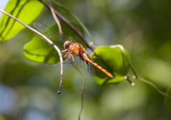 Erythemis mithroides