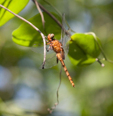 Erythemis mithroides