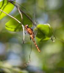 Erythemis mithroides